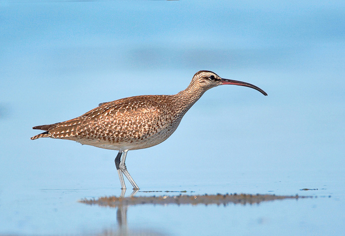 whimbrel03