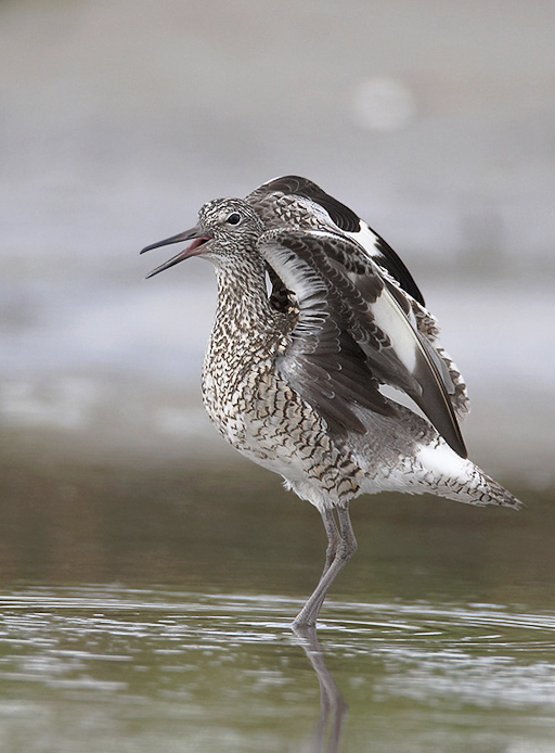 willet10