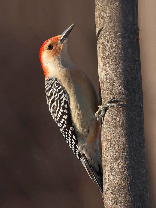woodpecker07
