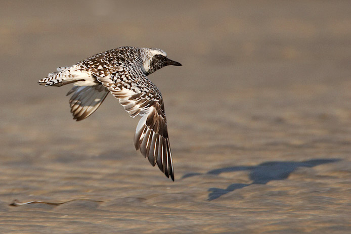bbplover12