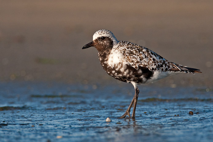 bbplover14