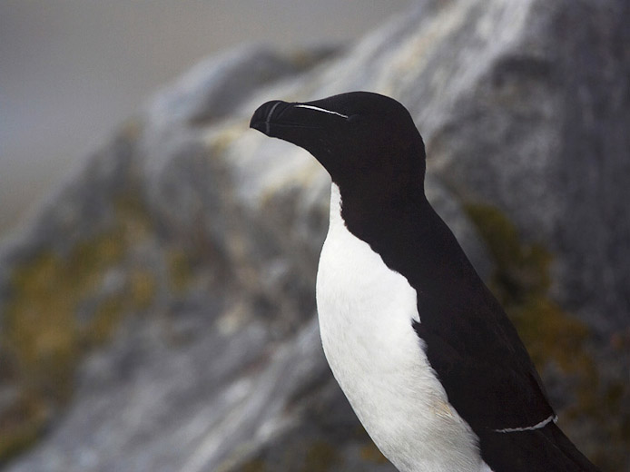 razorbill04