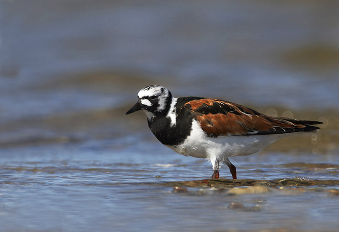 rudyturnstone03