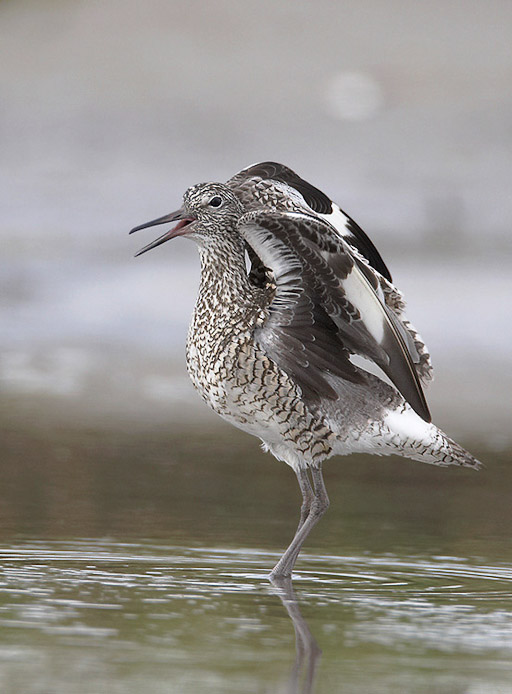 willet10