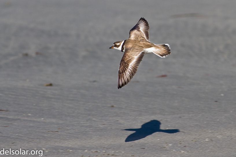 Canon EOS 7D - EF400mm f/5.6L USM