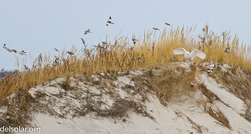 Canon EOS 7D - EF400mm f/5.6L USM