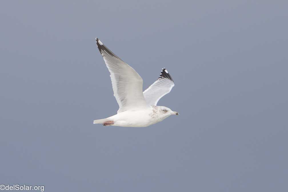 ILCE-7RM4  --  FE 200-600mm F5.6-6.3 G OSS -- 1/800 sec at f / 6.3 -- ISO 200 -- 0 EV -- 