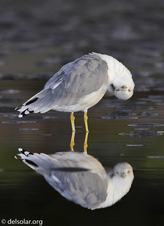 gull11