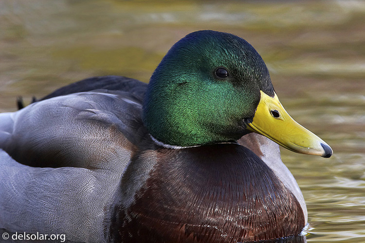 mallard02