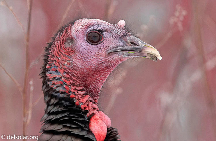 turkey02