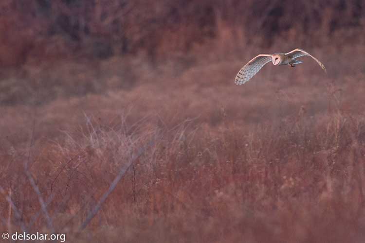 Canon EOS 5D Mark III  --  500 mm  --  EF500mm f/4L IS USM  