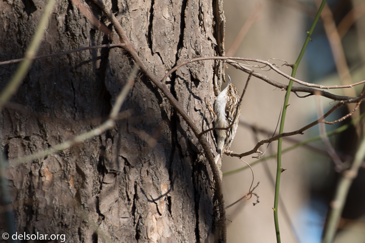 Canon EOS 5D Mark III  --  340 mm  --  EF100-400mm f/4.5-5.6L IS II USM  