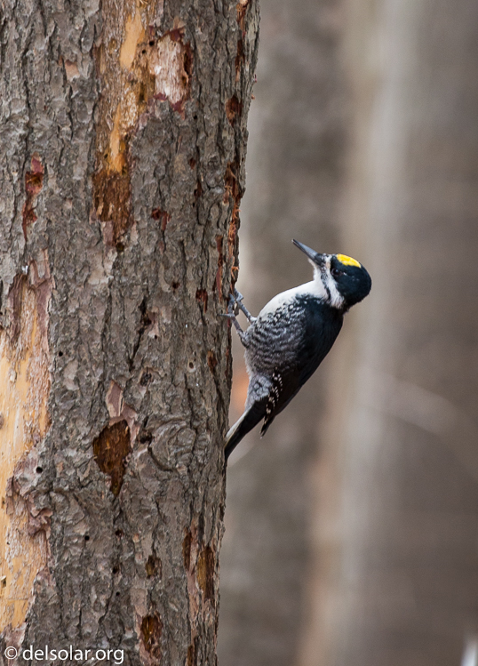 Canon EOS 5D Mark III  --  400 mm  --  EF100-400mm f/4.5-5.6L IS II USM  