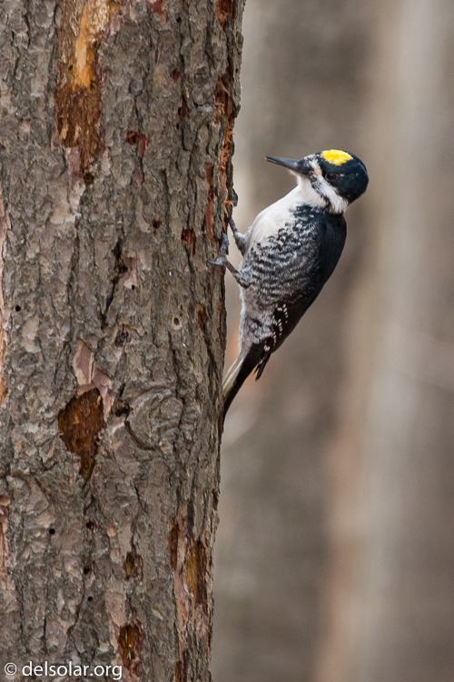 Canon EOS 5D Mark III  --  400 mm  --  EF100-400mm f/4.5-5.6L IS II USM  