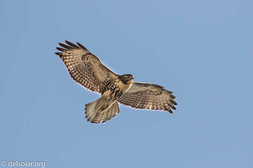 Canon EOS 7D Mark II  --  476 mm  --  EF100-400mm f/4.5-5.6L IS II USM +1.4x III  