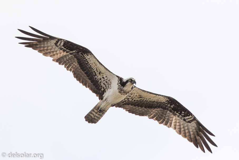 Canon EOS 7D Mark II  --  EF600mm f/4L IS II USM -- 1/8000 sec at f / 5.0 -- ISO 500 -- 1 1/3 EV -- 