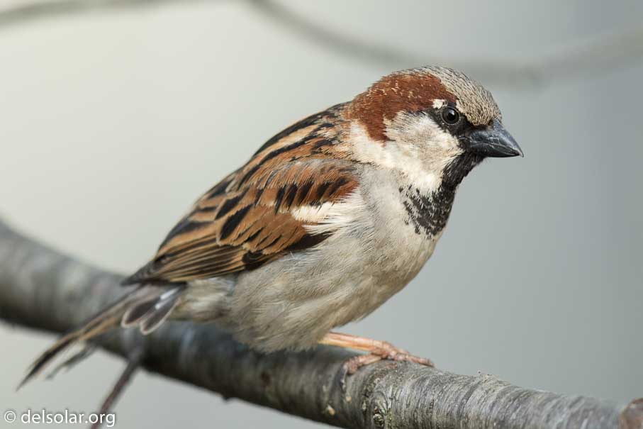 Canon EOS 7D Mark II  --  840 mm  --  EF600mm f/4L IS II USM +1.4x III  