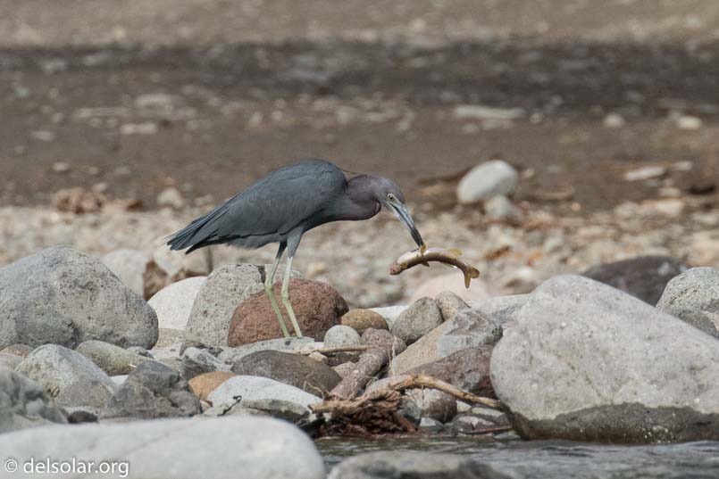 Canon EOS 7D Mark II  --  560 mm  --  EF100-400mm f/4.5-5.6L IS II USM +1.4x III  