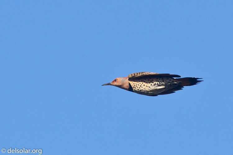 Canon EOS 5D Mark II  --  500 mm  --  EF500mm f/4L IS USM  