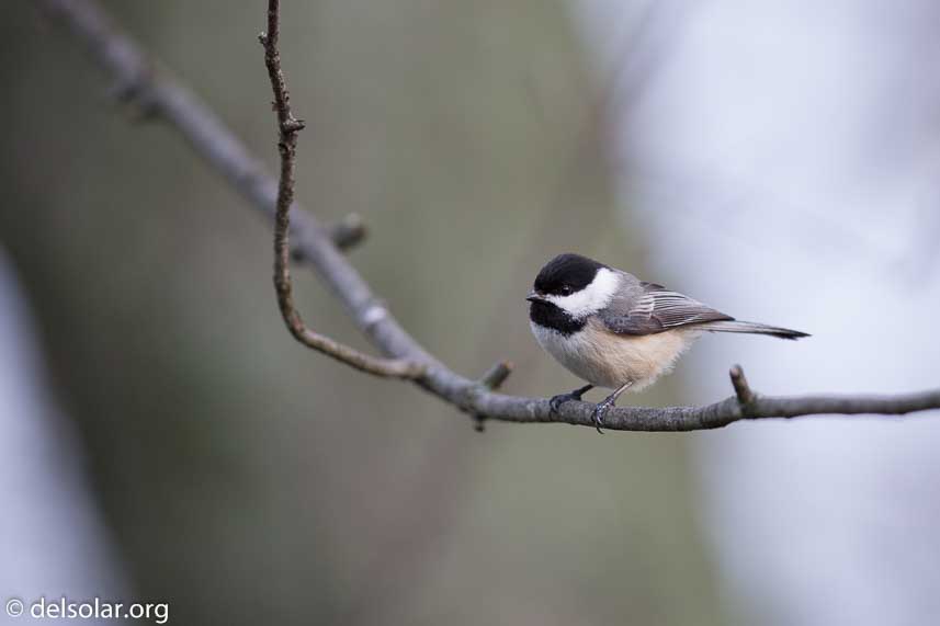 Canon EOS 5D Mark III  --  600 mm  --  EF600mm f/4L IS II USM  