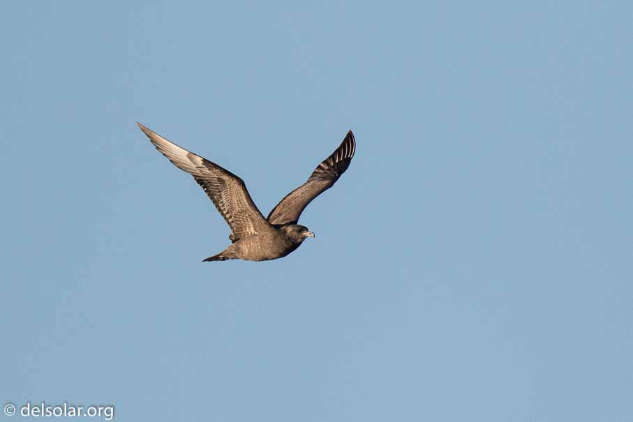Canon EOS 7D Mark II  --  840 mm  --  EF600mm f/4L IS II USM +1.4x III  
