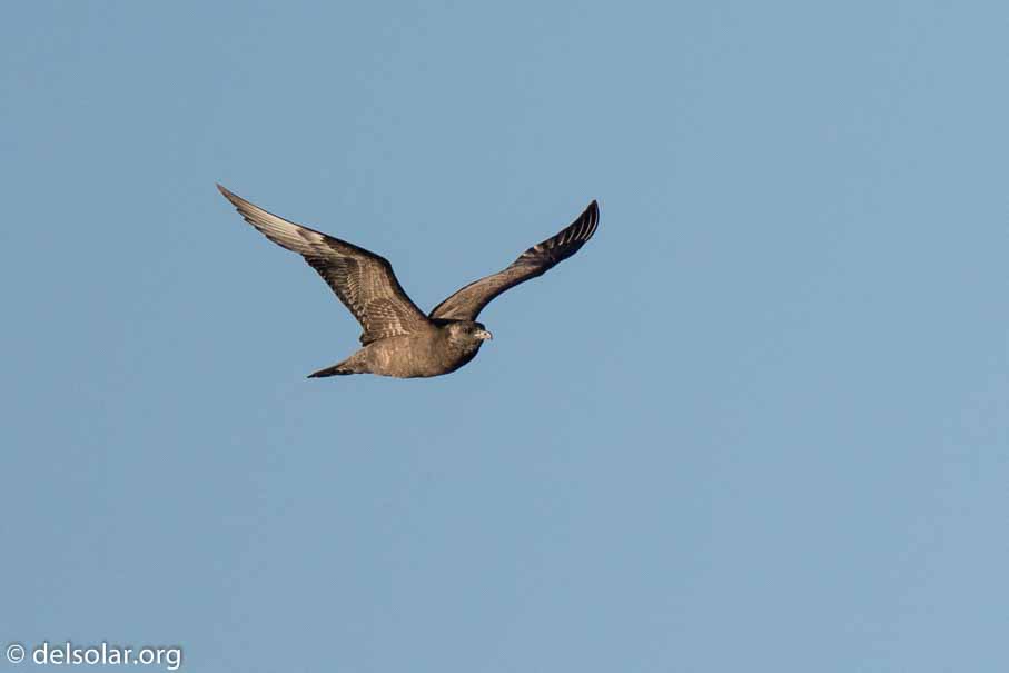 Canon EOS 7D Mark II  --  840 mm  --  EF600mm f/4L IS II USM +1.4x III  