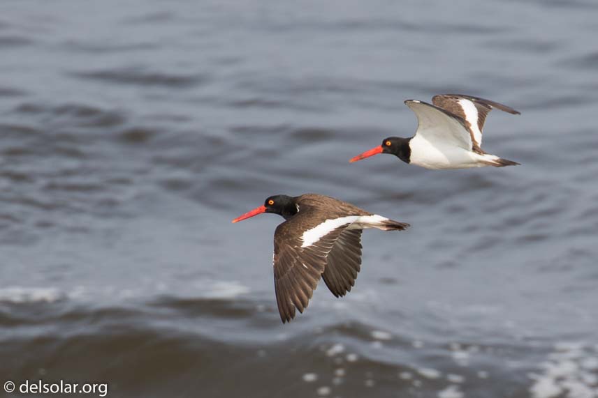 Canon EOS 7D Mark II  --  560 mm  --  EF100-400mm f/4.5-5.6L IS II USM +1.4x III  