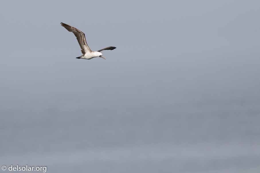 Canon EOS 7D Mark II  --  600 mm  --  EF600mm f/4L IS II USM  