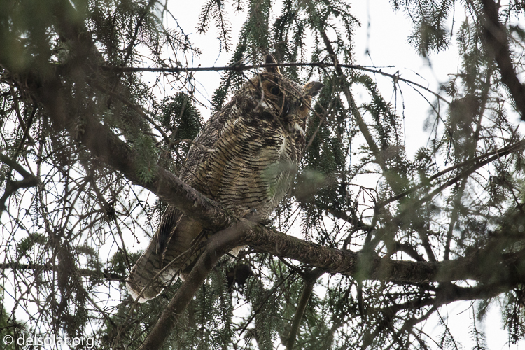 Canon EOS 5D Mark III  --  400 mm  --  EF100-400mm f/4.5-5.6L IS II USM  