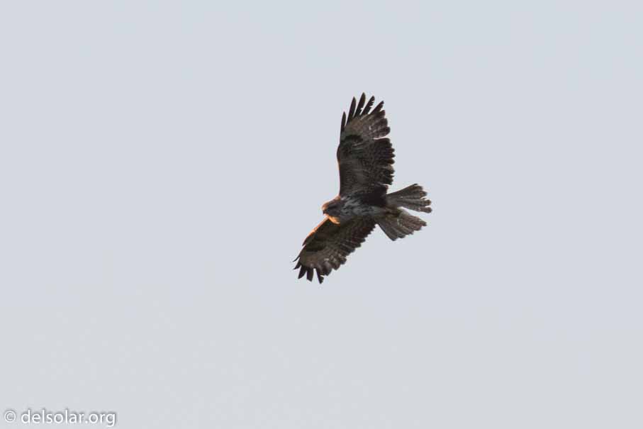 Canon EOS 7D Mark II  --  EF100-400mm f/4.5-5.6L IS II USM -- 1/800 sec at f / 7.1 -- ISO 800 -- 1 1/3 EV -- 