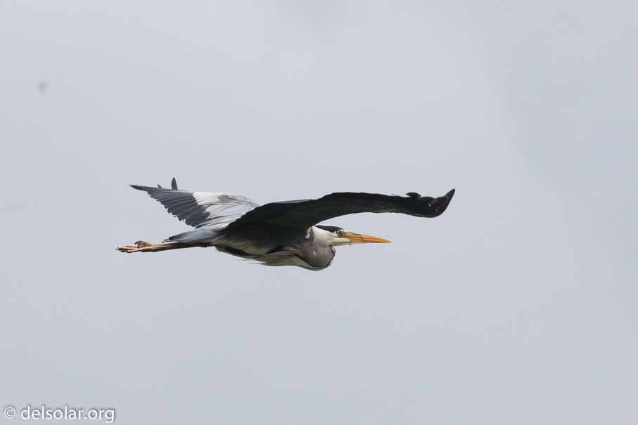 Canon EOS 7D Mark II  --  EF100-400mm f/4.5-5.6L IS II USM -- 1/1250 sec at f / 11 -- ISO 1250 -- 1/3 EV -- 