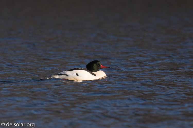 Canon EOS 7D Mark II  --  560 mm  --  EF100-400mm f/4.5-5.6L IS II USM +1.4x III  