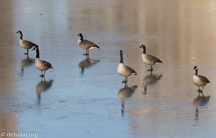 Canon EOS 7D Mark II  --  164 mm  --  EF100-400mm f/4.5-5.6L IS II USM +1.4x III  