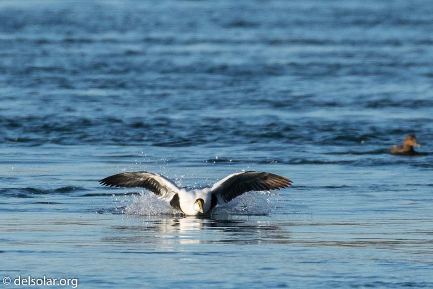 Canon EOS 7D Mark II  --  400 mm  --  EF100-400mm f/4.5-5.6L IS II USM  