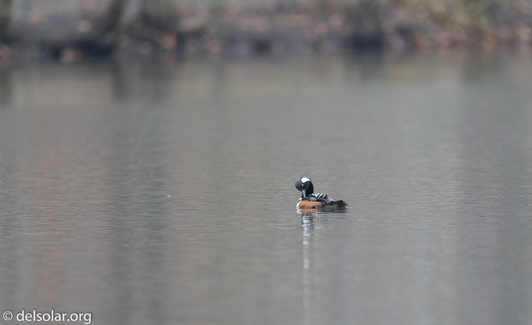 Canon EOS 5D Mark III  --  500 mm  --  EF500mm f/4L IS USM  