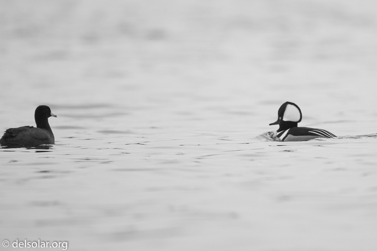Canon EOS 5D Mark III  --  500 mm  --  EF500mm f/4L IS USM  