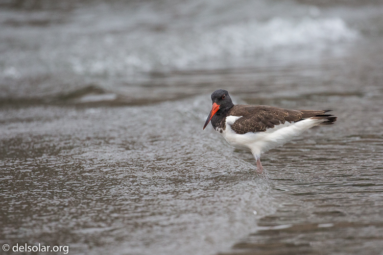 Canon EOS 5D Mark III  --  400 mm  --  EF100-400mm f/4.5-5.6L IS II USM  