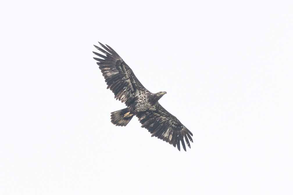 Canon EOS 7D Mark II  --  EF600mm f/4L IS II USM -- 1/1600 sec at f / 6.3 -- ISO 250 -- 1 2/3 EV -- 