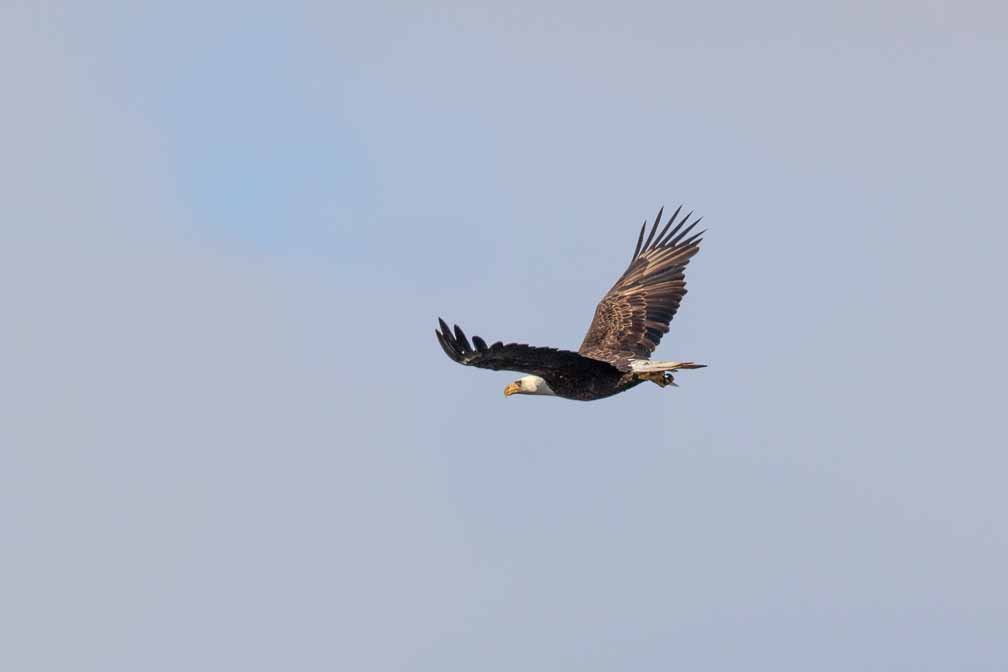 Canon EOS 7D Mark II  --  EF600mm f/4L IS II USM -- 1/1600 sec at f / 6.3 -- ISO 125 -- 0 EV -- 