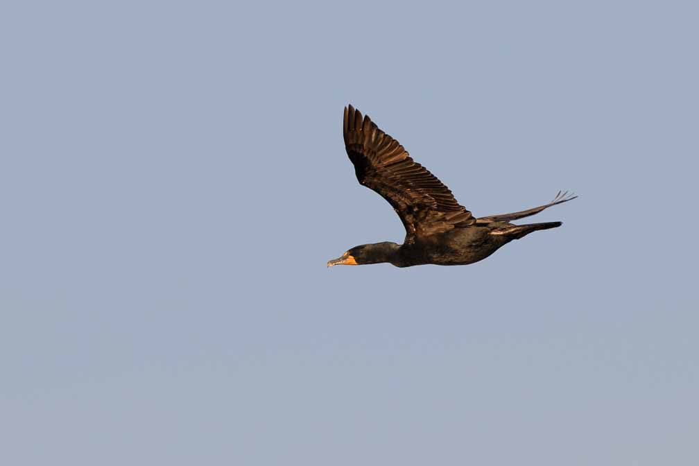 Canon EOS 7D Mark II  --  EF600mm f/4L IS II USM -- 1/1600 sec at f / 6.3 -- ISO 125 -- 0 EV -- 