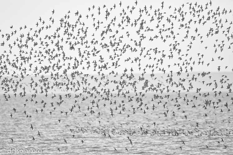 Canon EOS 5D Mark II  --  500 mm  --  EF500mm f/4L IS USM  