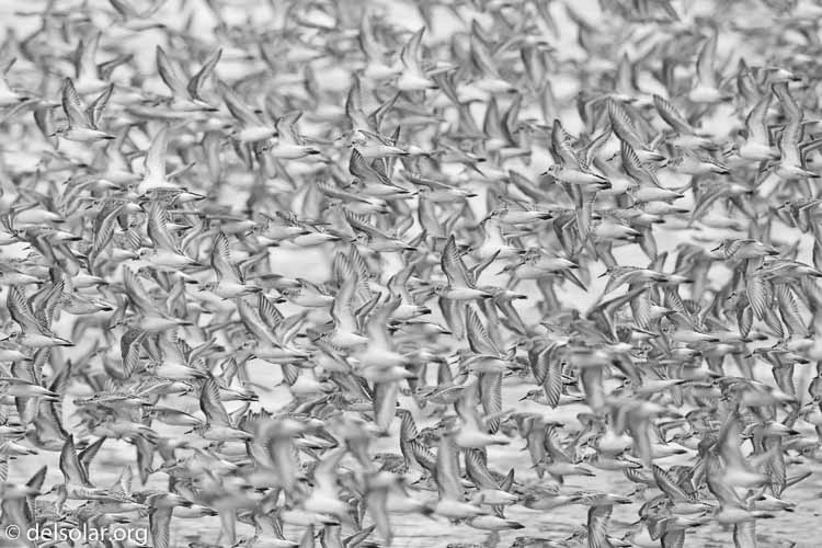 Canon EOS 5D Mark II  --  500 mm  --  EF500mm f/4L IS USM  