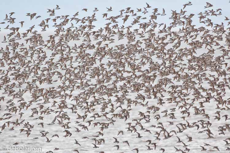 Canon EOS 5D Mark II  --  500 mm  --  EF500mm f/4L IS USM  