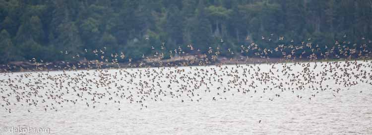 Canon EOS 5D Mark II  --  500 mm  --  EF500mm f/4L IS USM  