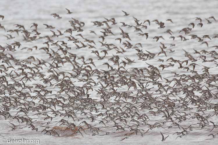 Canon EOS 5D Mark II  --  500 mm  --  EF500mm f/4L IS USM  