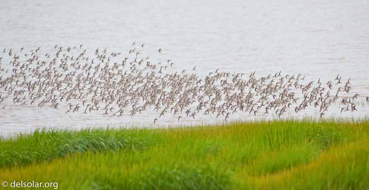 Canon EOS 5D Mark II  --  500 mm  --  EF500mm f/4L IS USM  