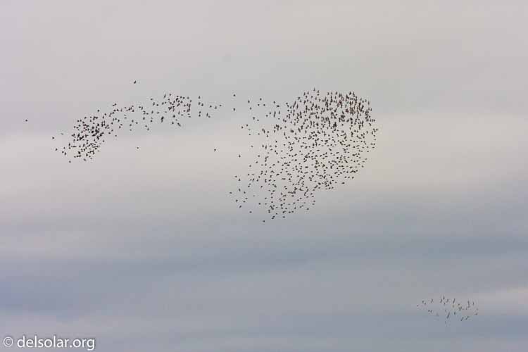 Canon EOS 40D  --  228 mm  --  EF70-200mm f/4L USM +1.4x  