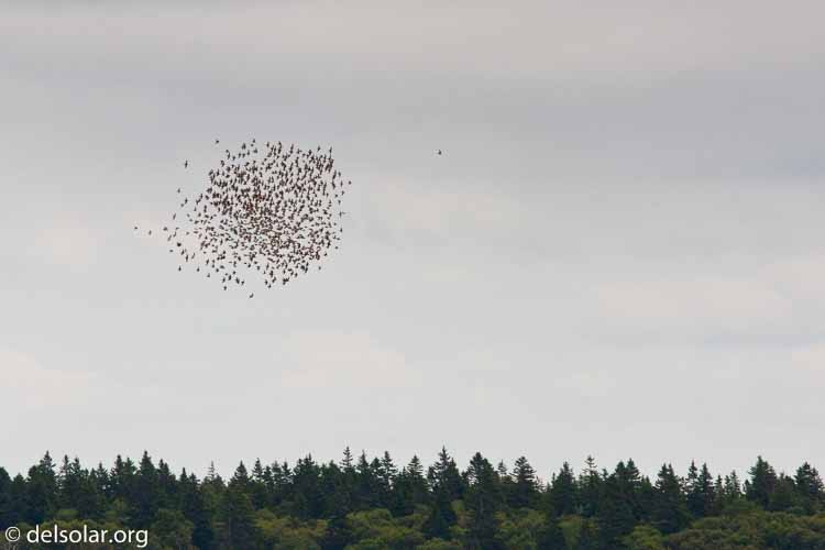 Canon EOS 40D  --  222 mm  --  EF70-200mm f/4L USM +1.4x  