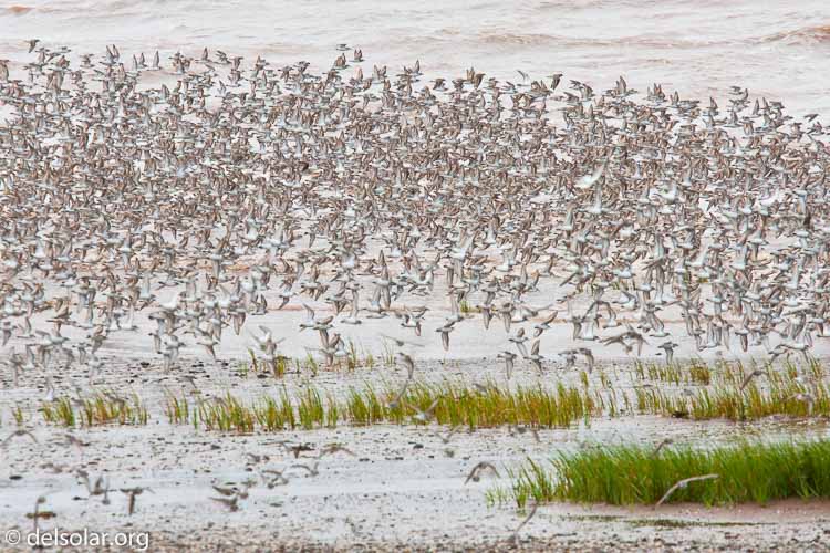 Canon EOS 40D  --  280 mm  --  EF70-200mm f/4L USM +1.4x  