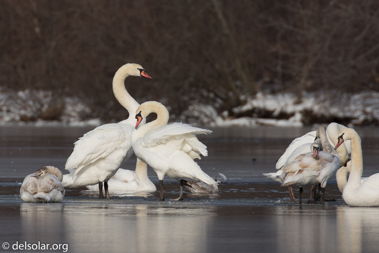 Canon EOS 5D Mark III  --  490 mm  --  EF100-400mm f/4.5-5.6L IS II USM +1.4x III  